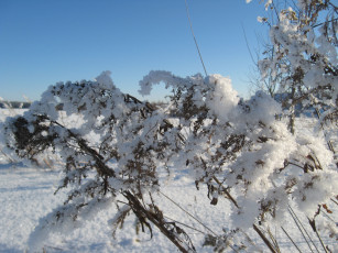 Картинка природа зима трава