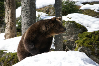 Картинка животные медведи снег топтыгин