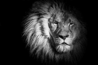 Картинка животные львы морда грива портрет царь