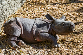 Картинка животные носороги малыш милый