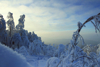 Картинка природа зима снег деревья следы