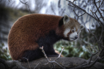 Картинка животные панды красная панда