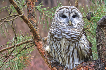 Картинка животные совы иголки ветки сосна дерево пёстрая неясыть barred owl