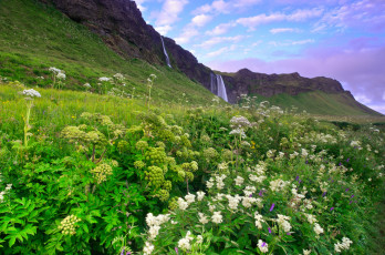 обоя seljalandsfoss, iceland, природа, водопады, цветы, скалы, селйяландсфосс, исландия, луг