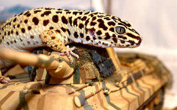 Картинка геккон животные Ящерицы игуаны вараны ящерка окрас глаза