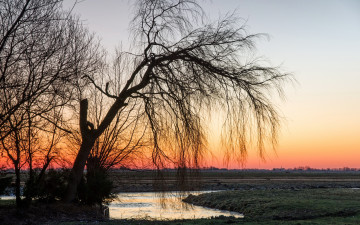 Картинка природа деревья поле заря вода дерево