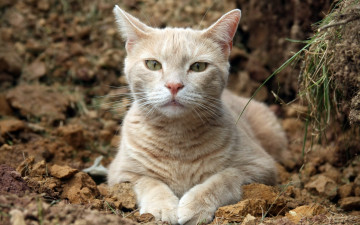 Картинка животные коты кошка взгляд