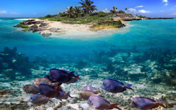 Картинка животные рыбы остров тропики океан