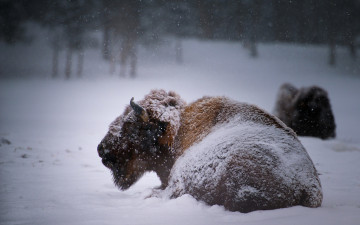 обоя животные, зубры, бизоны, buffalo, зима, снег