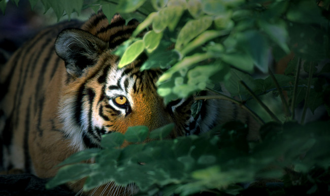 Обои картинки фото животные, тигры, листья, глаз
