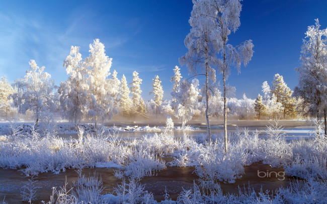 Обои картинки фото природа, зима, деревья, снег, лед