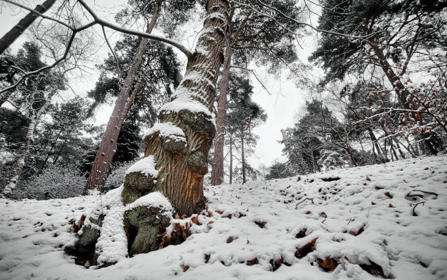 Обои картинки фото природа, зима, снег, деревья, склон