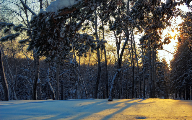 Обои картинки фото природа, зима, снег, поляна, лес
