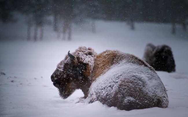 Обои картинки фото животные, зубры, бизоны, buffalo, зима, снег