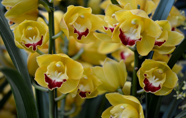 Обои картинки фото цветы, орхидеи, желтый, много