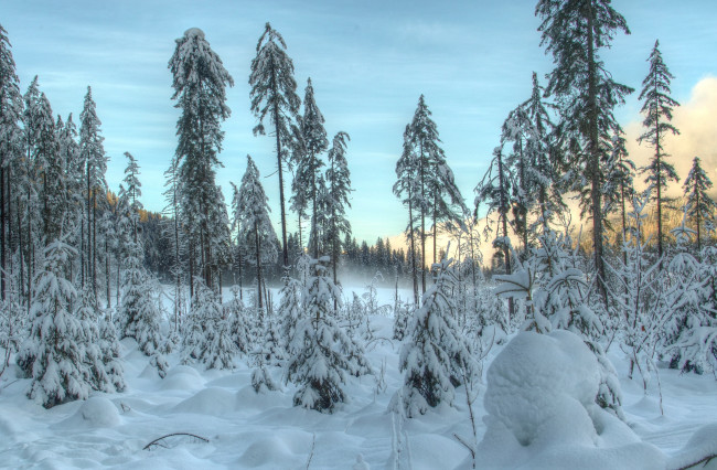Обои картинки фото природа, зима, снег, мороз, лес