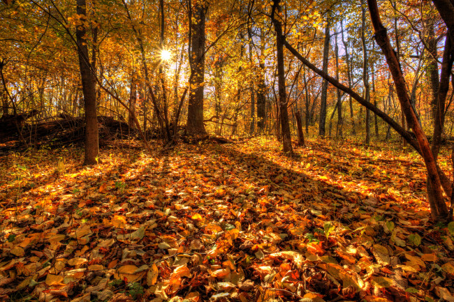 Обои картинки фото природа, лес, листья, осень, деревья
