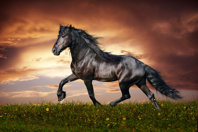 Обои картинки фото животные, лошади, поле, лошадь, цветы, тучи