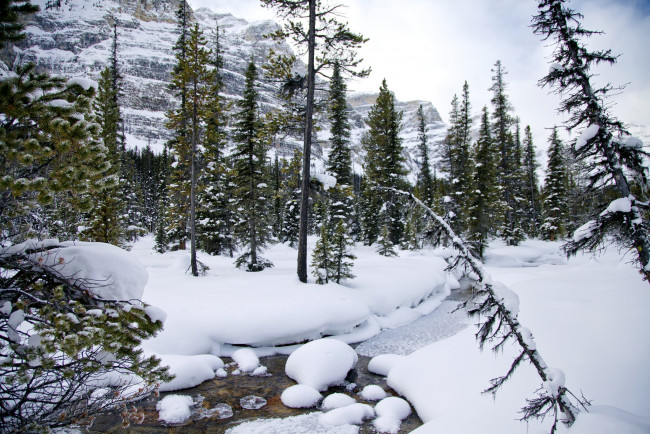 Обои картинки фото природа, зима, ручей, снег, ели