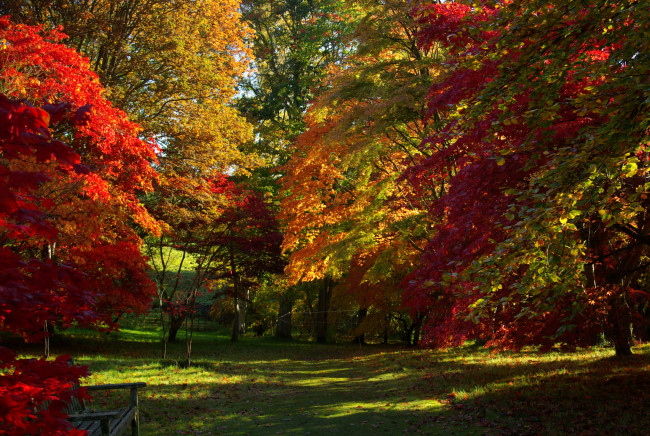 Обои картинки фото bodnant, gardens, conwy, уэльс, природа, парк, осень, деревья