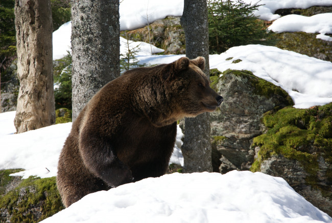 Обои картинки фото животные, медведи, снег, топтыгин
