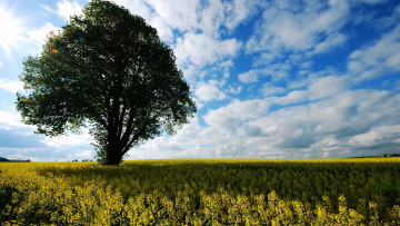 Картинка природа поля лето рапс дерево поле