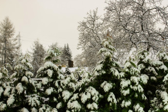 Картинка природа зима снег елки деревья