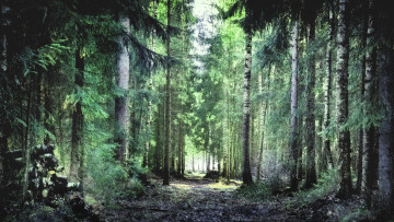 Картинка природа лес тропа деревья финский