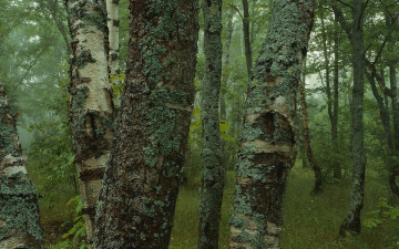 Картинка природа лес мох деревья