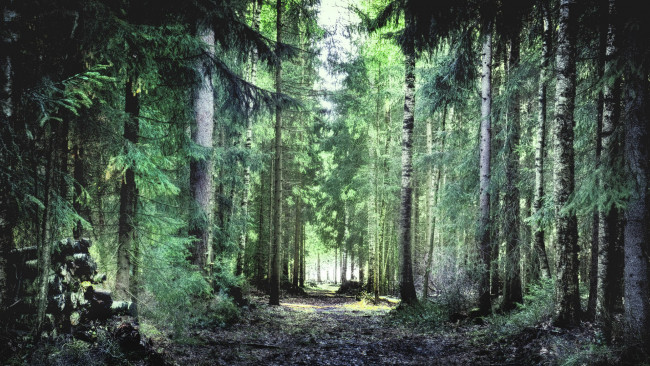 Обои картинки фото природа, лес, тропа, деревья, финский