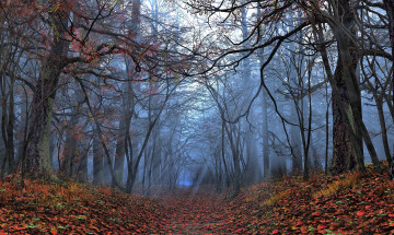 Картинка природа лес деревья листья тропа осень