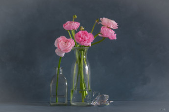 Картинка цветы ранункулюс+ азиатский+лютик лютики букет ваза стекло фон