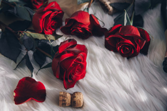 Картинка цветы розы красный пробка