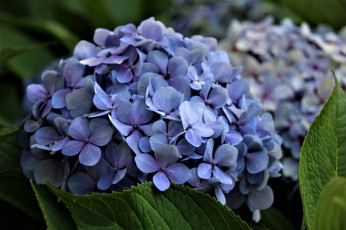 Картинка цветы гортензия голубой цветение