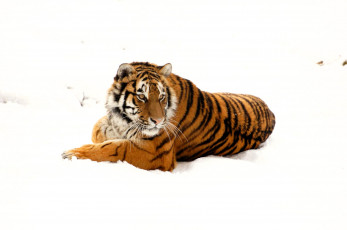 Картинка животные тигры тигр снег