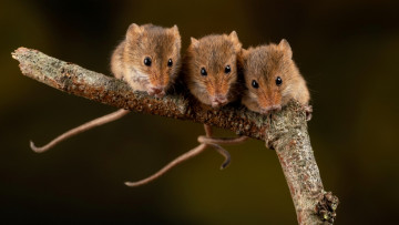Картинка животные крысы +мыши мышки ветка фон