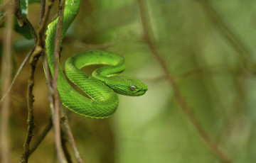 Картинка животные змеи +питоны +кобры зелёная
