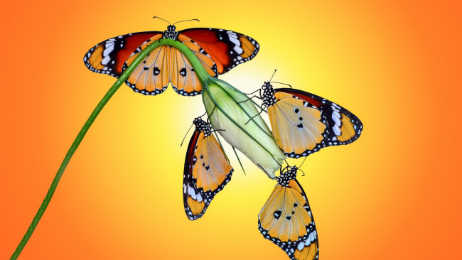 Обои картинки фото животные, бабочки,  мотыльки,  моли, макро, бабочка, растение, насекомое, оранжевый, фон
