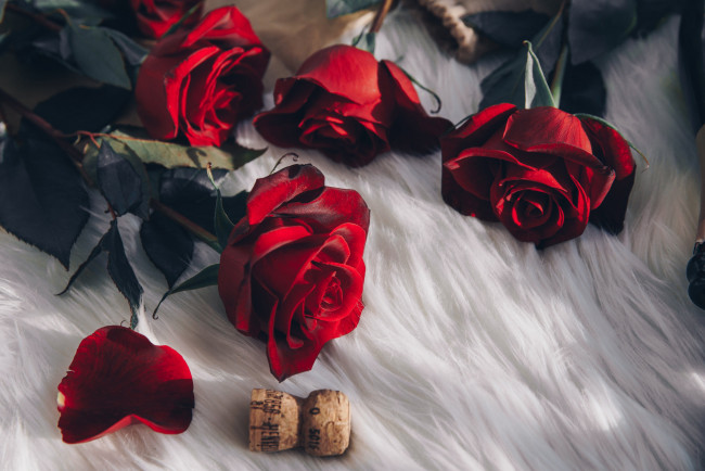Обои картинки фото цветы, розы, красный, пробка