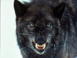 Картинка животные волки