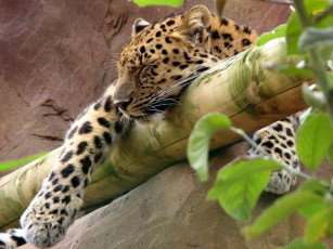 обоя животные, леопарды, леопард, спит, ствол