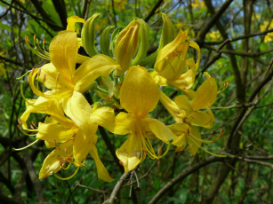 Картинка азалия цветы рододендроны азалии желтый