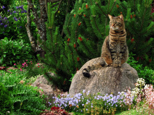 Картинка животные коты кошка камень цветы сад