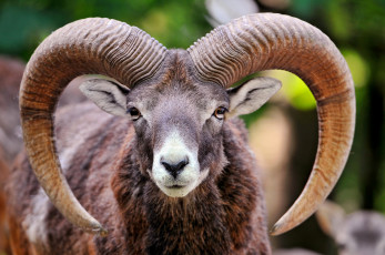 Картинка животные овцы бараны козел рога