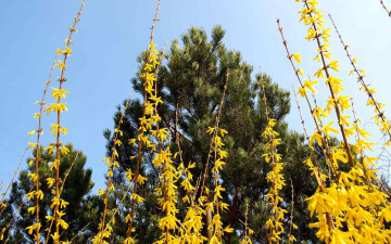 Картинка ракитник цветы цветущие деревья кустарники золотой желтый солнечный