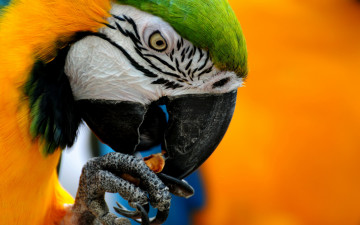 Картинка животные попугаи глаз