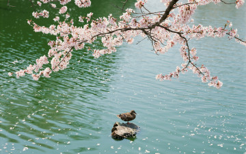 Картинка животные утки цветы сакура вода пруд озеро