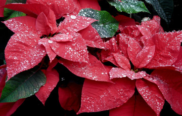 Картинка цветы пуансеттия красный листья капли