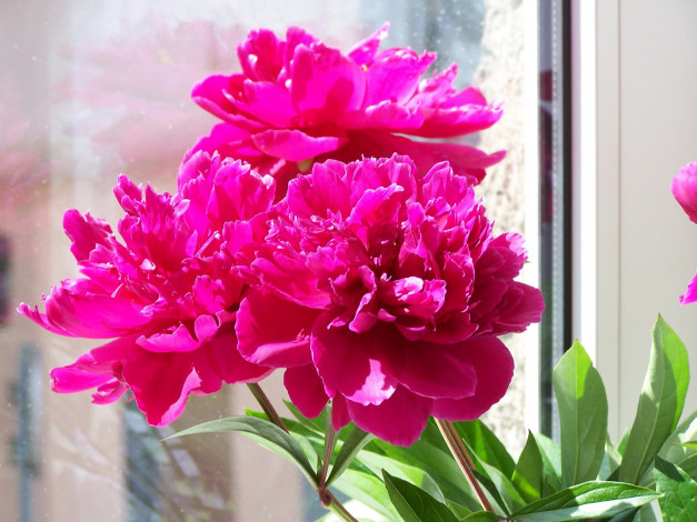 Обои картинки фото цветы, пионы, розовый, весна, май