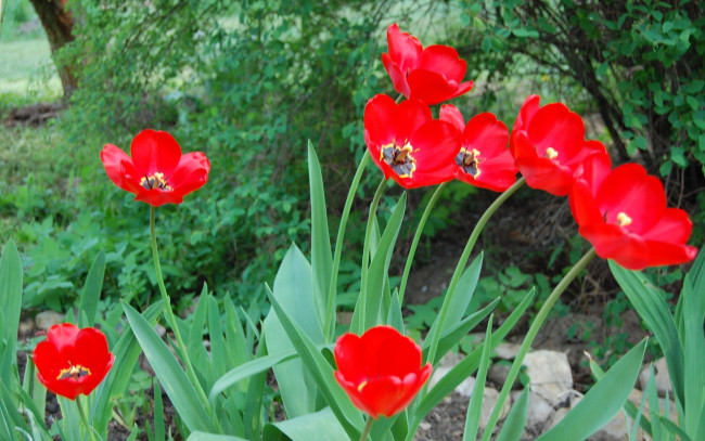 Обои картинки фото цветы, тюльпаны, яркий, алый